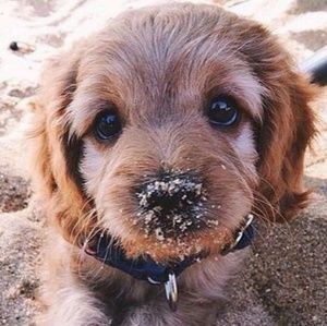 Meet your Posher, Carissa